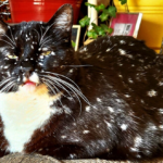 Gatsby the Galaxy Kitty