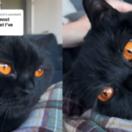 Clementine the Black Cat with Orange Eyes