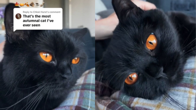 Clementine the Black Cat with Orange Eyes